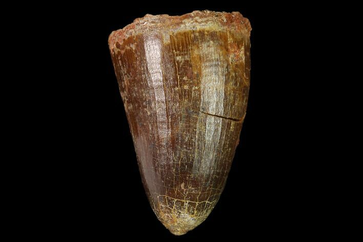 Cretaceous Fossil Crocodile Tooth - Morocco #140585